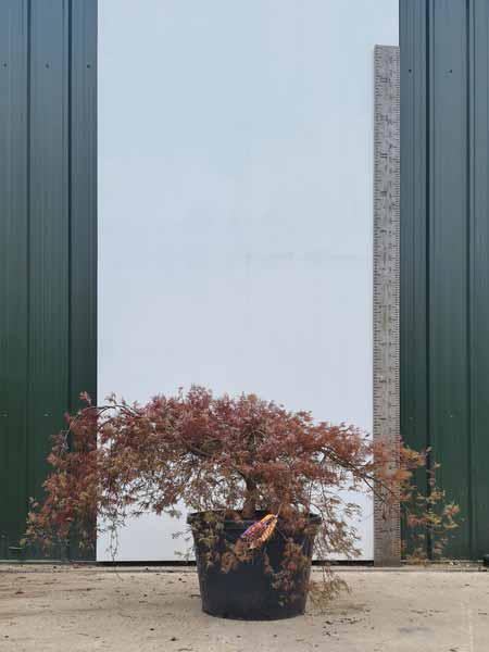 Acer Palmatum Dissectum Inaba Shidare Unique Tree For Sale UK