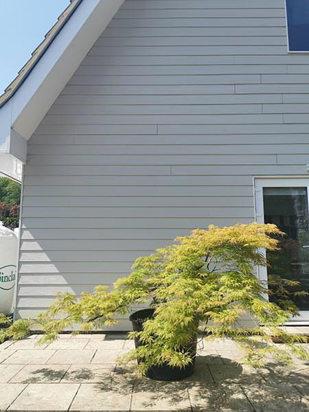 Acer Palmatum Dissectum Viridis