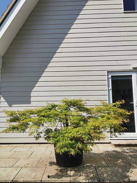 Acer Palmatum Dissectum Viridis