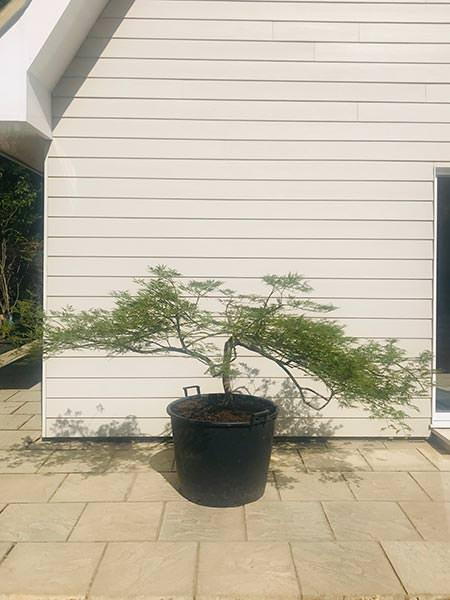 Acer Palmatum Dissectum Viridis, umbrella shaped specimen tree for sale UK