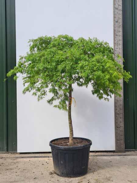 Acer Palmatum Dissectum Viridis Unique Tree For Sale UK