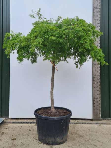 Acer Palmatum Dissectum Viridis Unique Tree For Sale UK