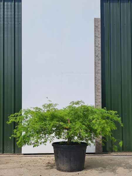 Acer Palmatum Dissectum Viridis Unique Tree For Sale UK