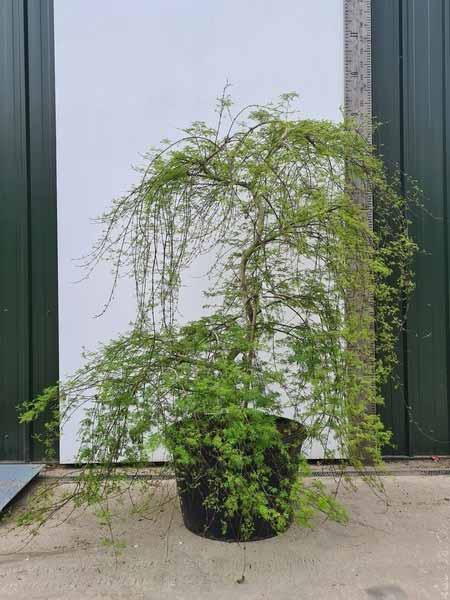 Acer Palmatum Emerald Lace Unique Tree For Sale UK