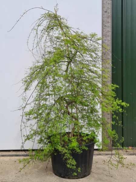 Acer Palmatum Emerald Lace unique trees for sale UK