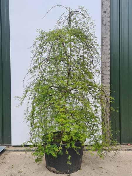 Acer Palmatum Emerald Lace Unique Tree For Sale UK