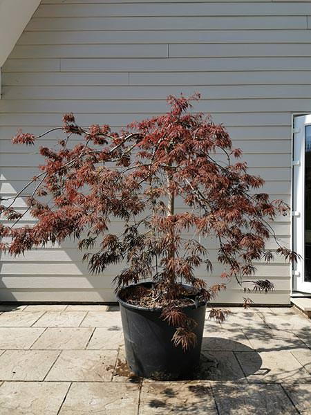 Acer Palmatum Garnet