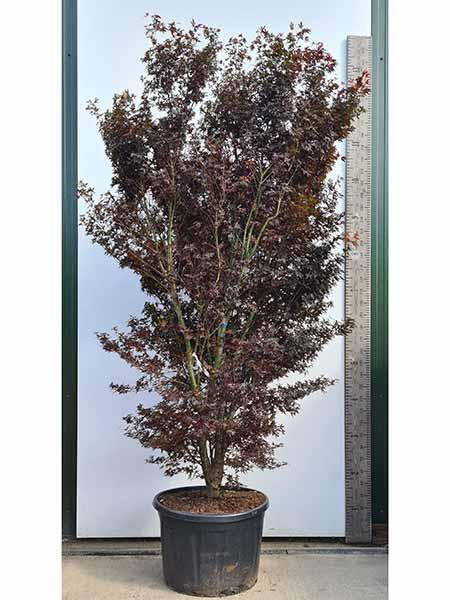 Mature Acer Palmatum Skeeters Broom, specimen tree, you buy this exact tree in the image, delivery UK.