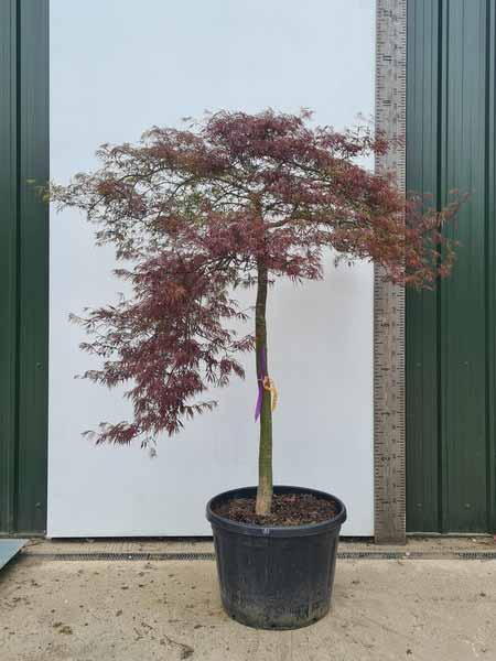 Acer Palmatum Tamuke Yama Unique Tree For Sale UK