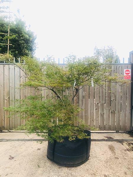 Beautiful Japanese Maple, Acer Palmatum Viridis is a mature tree and you