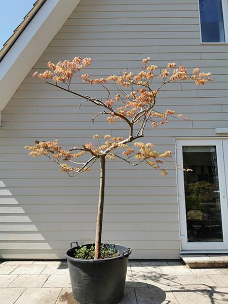 Specimen Acer Palmatum Viridis tree, you buy the tree you see in this image. UK delivery.