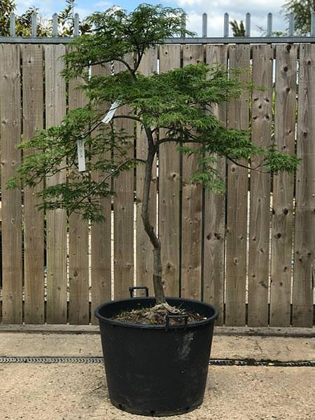 Acer Palmatum Dissectum Viridis - super little tree, this is the exact tree you are buying - we deliver throughout the UK