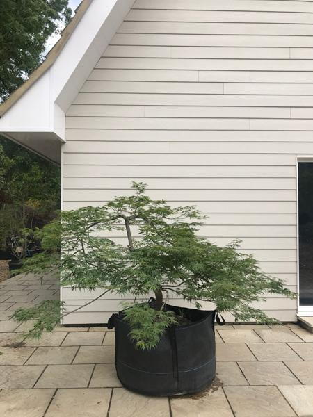 Acer Palmatum Viridis Japanese Maple tree - trained as a low growing wide shaped tree, perfect for Japanese themed gardens buy UK