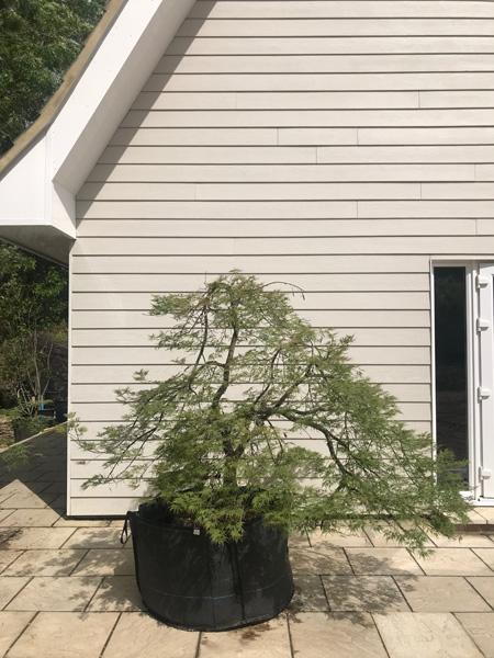 Acer Palmatum Viridis - beautifully trained Japanese Maple tree, you