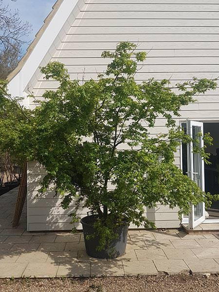 Specimen Acer Palmatum Viridis, mature tree, you buy this exact tree in the image - we deliver UK.