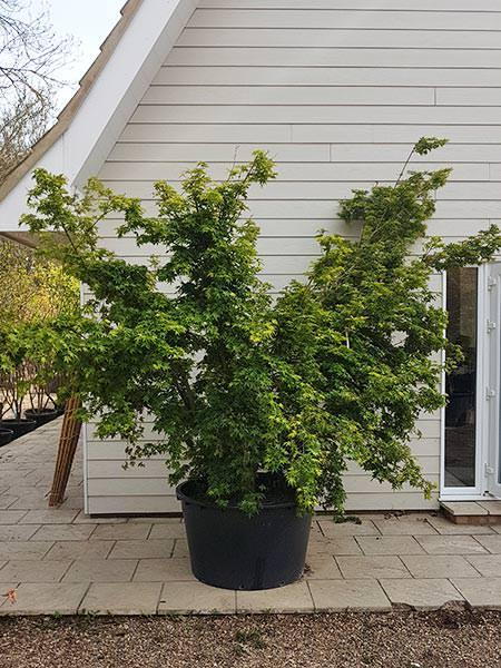 Acer Palmatum Viridis - specimen mature tree, you buy the exact tree in this image - delivery UK