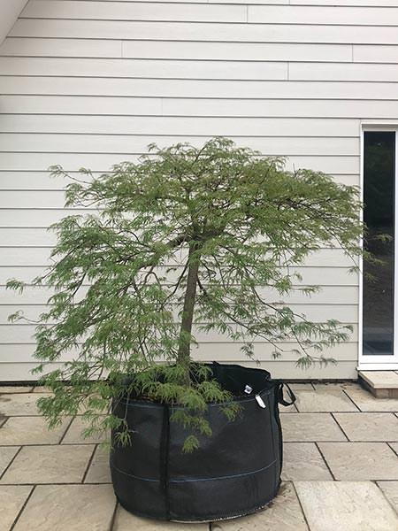 Specimen Japanese Acer Palmatum Viridis, mature tree with a beautiful shape, you