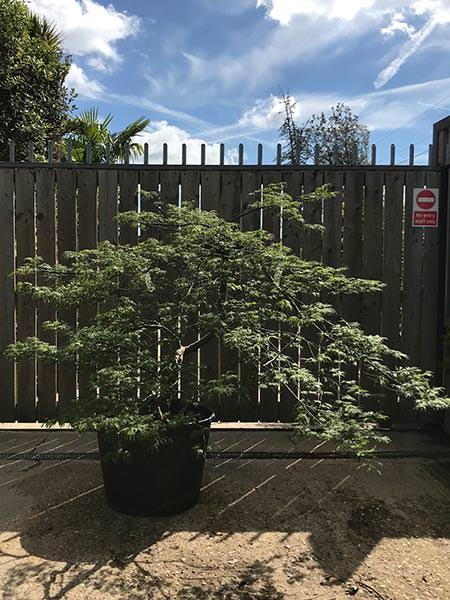 Acer Dissectum Viridis - a unique specimen tree, this is a mature Japanese Acer and you buy the exact tree in this image.