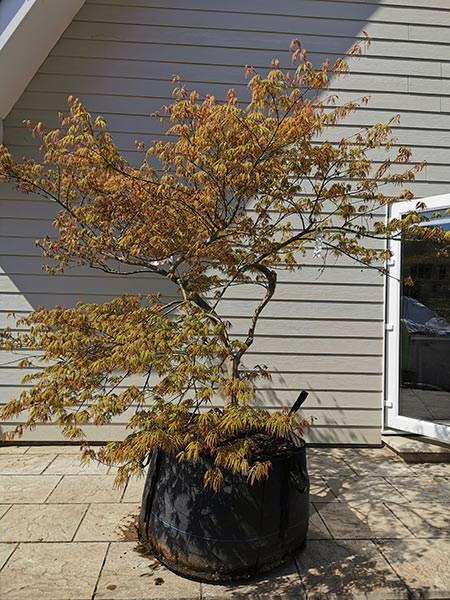 Acer Palmatum Viridis