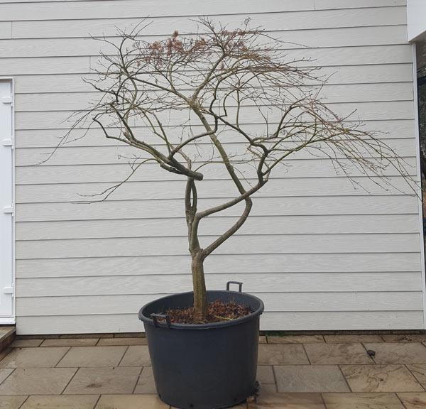 Acer Polymorphum Viridis - Japanese Acer specimen tree, mult-stemmed and with a nice shaped crown, buy online with UK nationwide delivery.