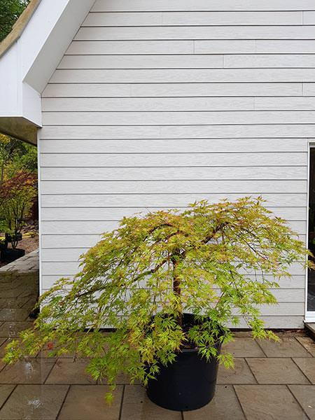 Acer Polymorphum Viridis, a Japanese Maple with umbrella shaped crown - you are buying the exact tree in this image, we deliver UK wide.