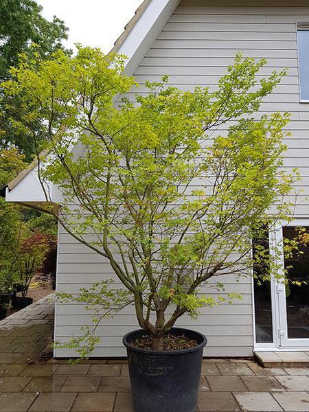 Acer Polymorphum Viridis multi-stemmed mature tree, 25 years old, you buy this exact tree in the image - London plant centre.