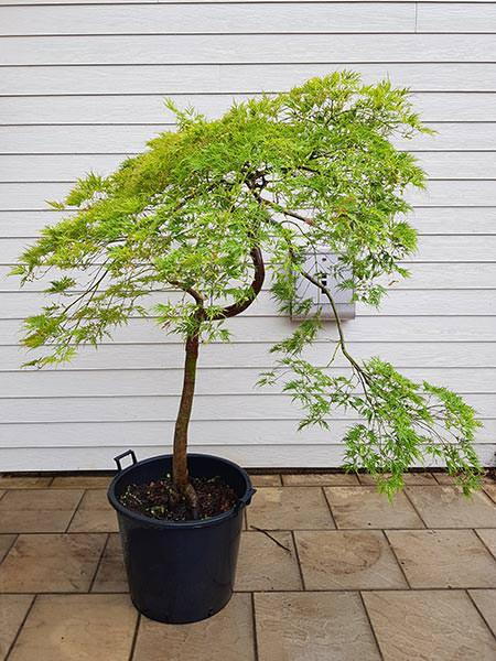 Acer Polymorphum Viridis, unique Japanese Acer tree, you buy this exact tree - we deliver throughout the UK