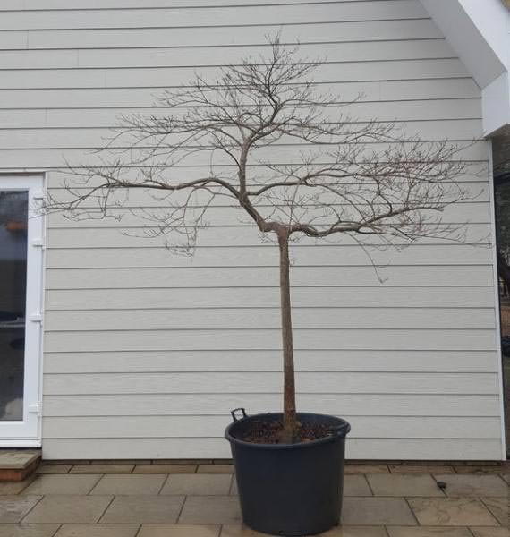 Acer Polymorphum Viridis standard tree with a clear stem and lovely shaped crown, you buy the tree you see in the image, UK delivery.
