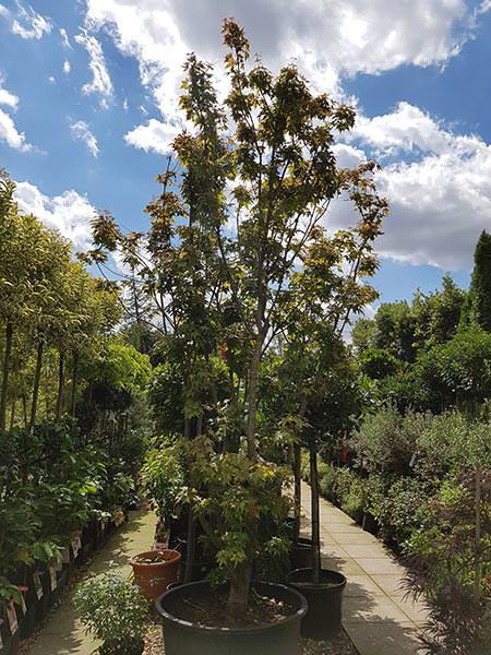 Acer Polymorphum Viridis multi-stemmed mature tree, 24 years old large tree for sale online with UK delivery from our London plant centre.