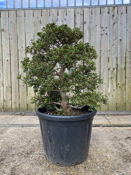 Azalea Satsuki Bonsai Yama-no-Hikari