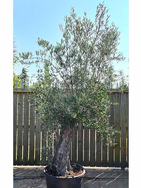 Olea Europaea Olive Bonsai trees, mature trees many years old - UK delivery.