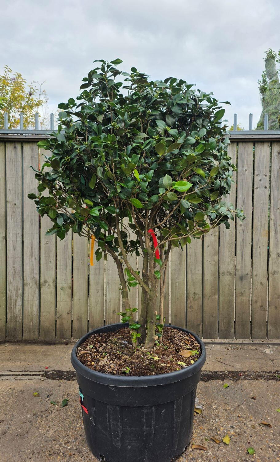Cameri Plant Camellia Japonica Kirin Unique Multistemmed Tree For Sale UK