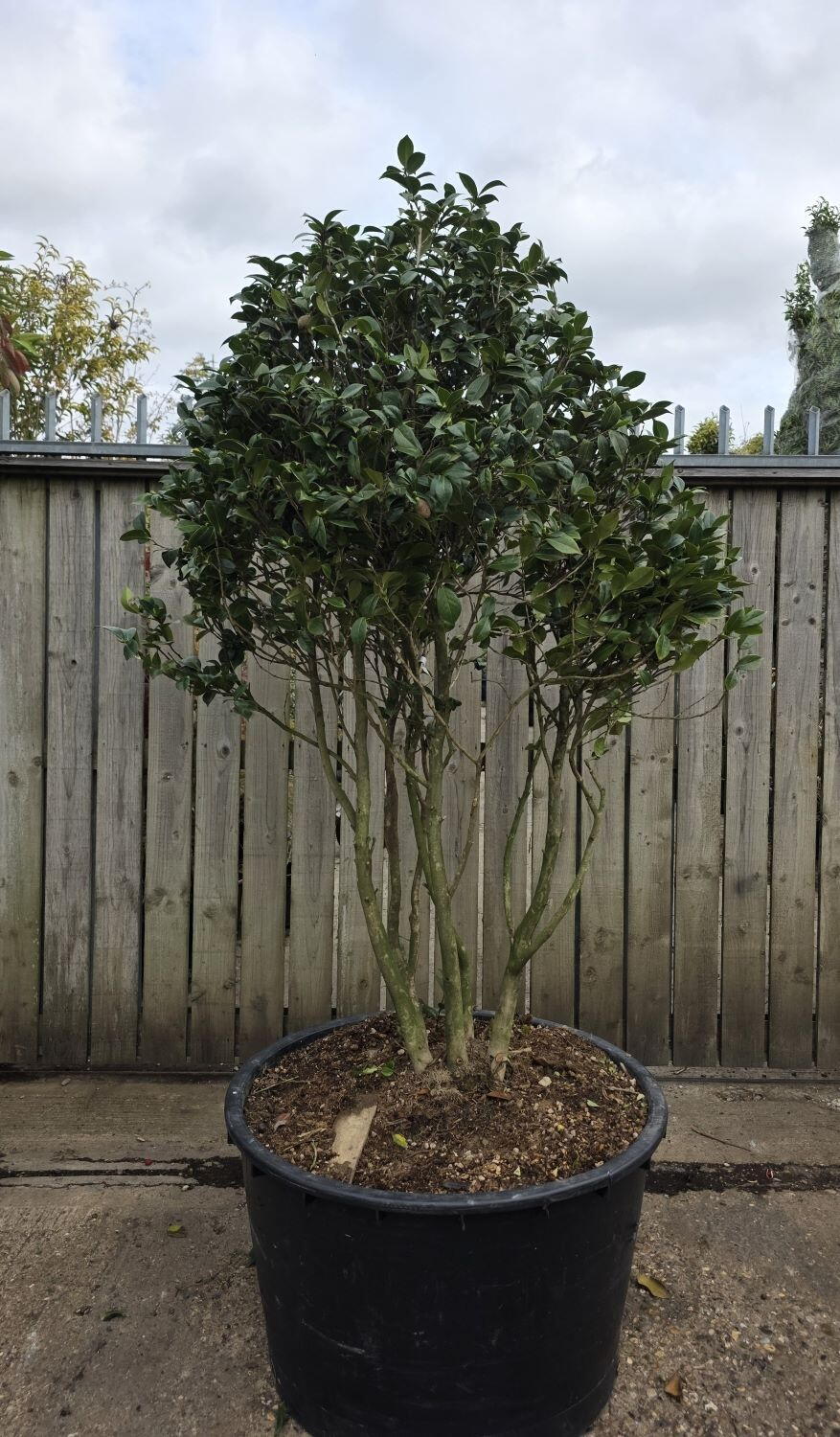 Cameri Plant Camellia Japonica Kirin Unique Multistemmed Tree For Sale UK