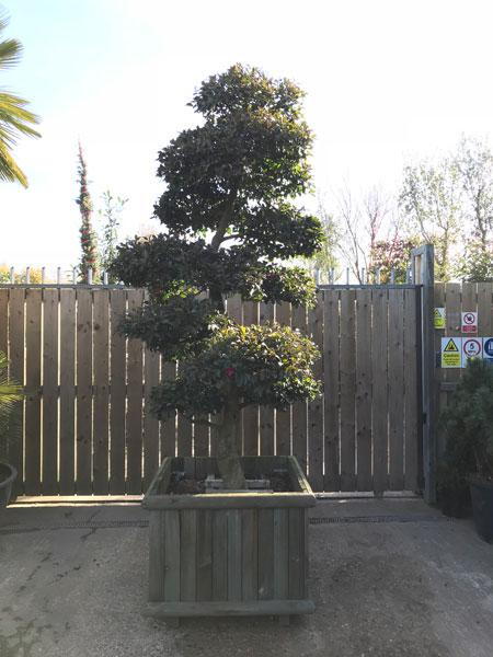 Rare Camellia Sasanqua Cloud Tree trained by Niwaki experts into this spectacular tree. This is the exact tree you
