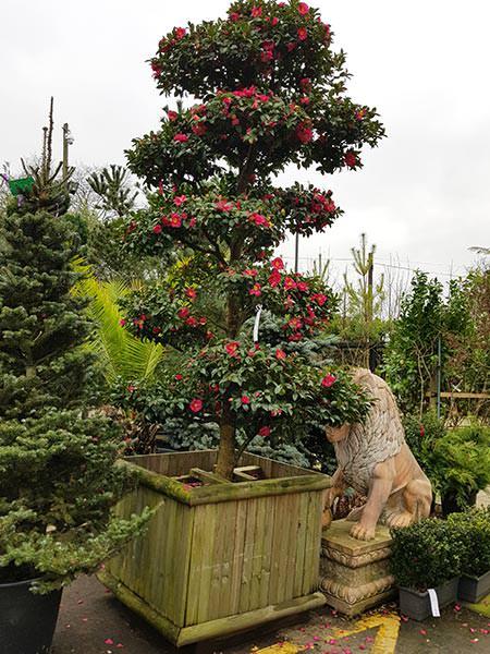 Camellia Sasanqua, winter flowering cloud tree, beautifully trained topiary tree for sale online with UK delivery.