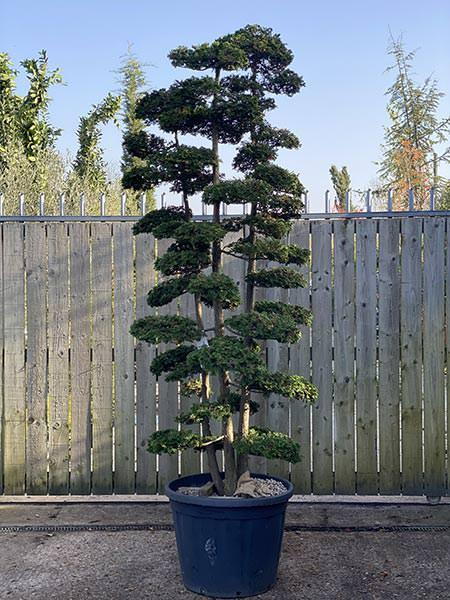 Chamaecyparis Obtusa 3 trunks Cloud Tree