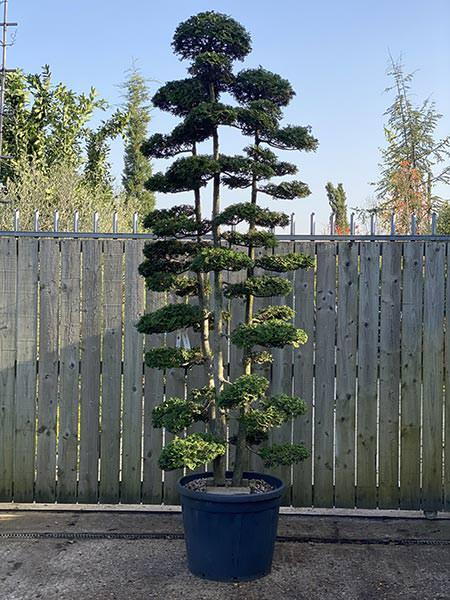 Chamaecyparis Obtusa 3 trunks Cloud Tree