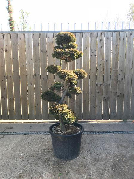 Chamaecyparis Obtusa Cloud Tree, Japanese Cloud tree topiary trained, easy to maintain in shape, this is the exact tree you buy. UK wide delivery.