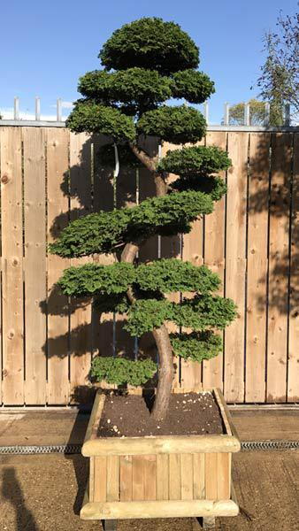 Chamaecyparis Obtusa - rare large specimen, beautifully trained and presented in a wooden planter, buy online UK