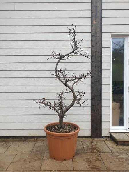 Quince tree shaped as a Cloud Tree, garden bonsai from Cydonia Oblonga Melo Cotogno. A unique tree - you buy the exact tree in this image UK delivery.