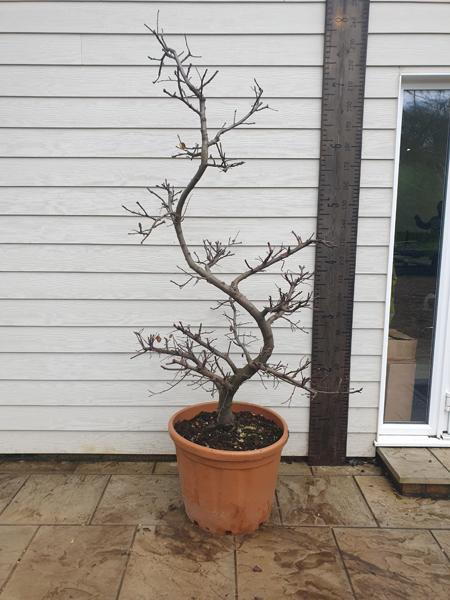 Quince - Cydonia Oblonga, Melo Cotogno variety trained as a garden bonsai Cloud Tree, a unique tree for sale online with UK delivery.