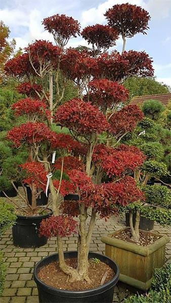 Enkianthus Perulatus Cloud Tree, a magnificent specimen tree, rare to find this variety of plant trained as a cloud tree, for sale online, UK delivery.