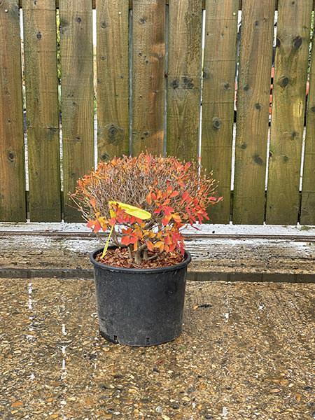 Enkianthus Perulatus