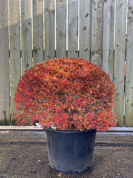 Enkianthus Perulatus
