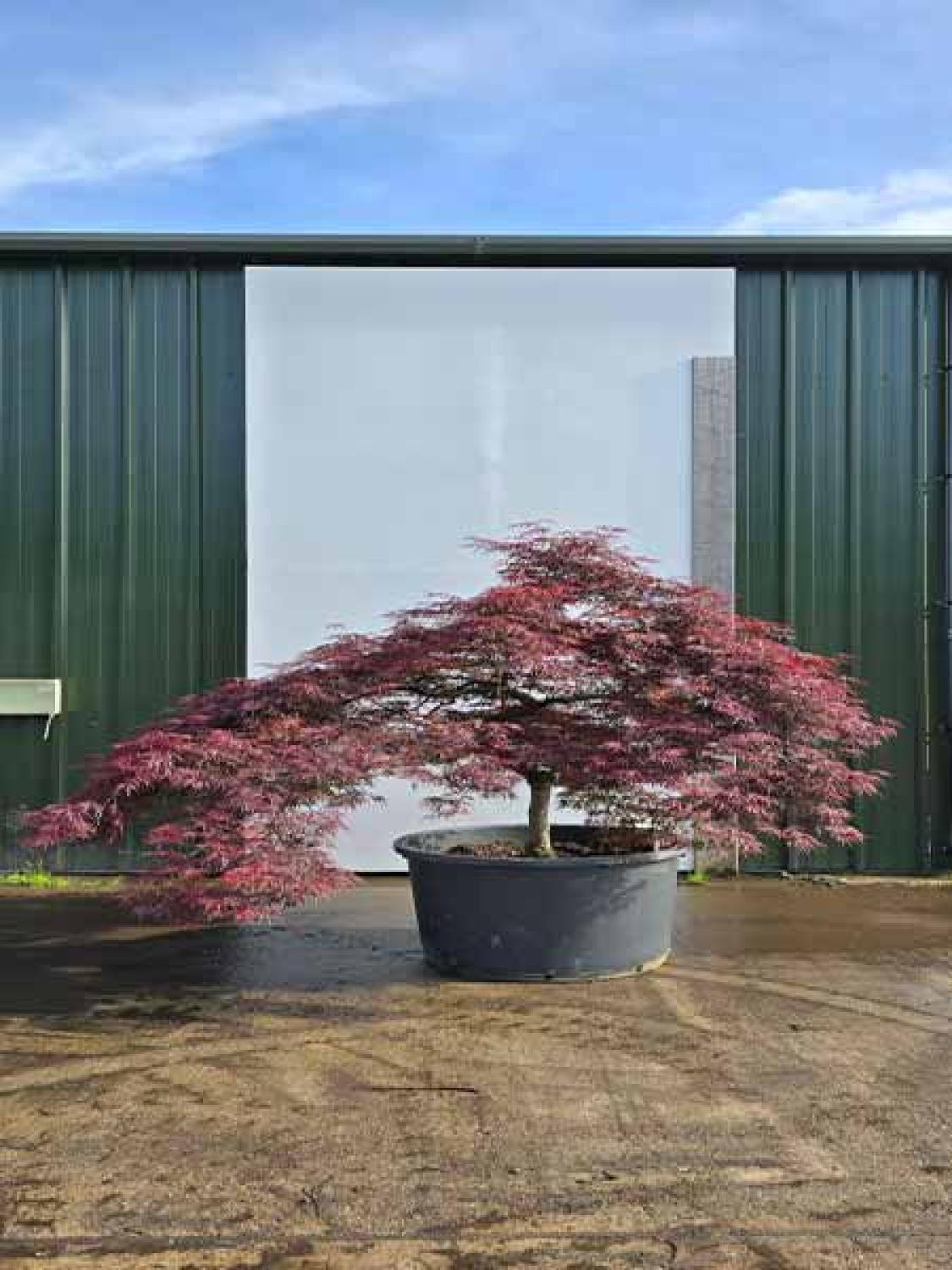 Acer Palmatum Dissectum Inaba Shidare Unique Tree For Sale UK