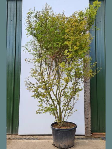 Acer Palmatum Dissectum Seiryu