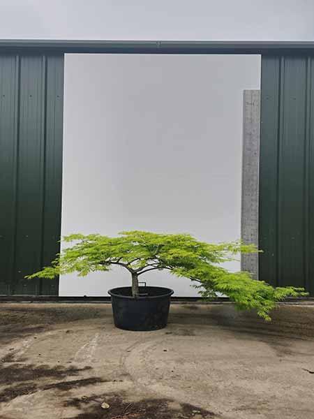 Acer Palmatum Dissectum Viridis Unique Tree For Sale UK