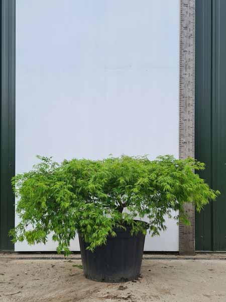 Acer Palmatum Dissectum Viridis Unique Tree For Sale UK