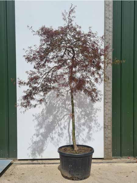 Acer Palmatum Tamuke Yama Unique Tree For Sale UK