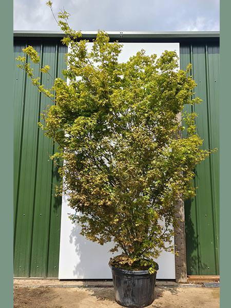 Acer Palmatum Tsuri-nishiki